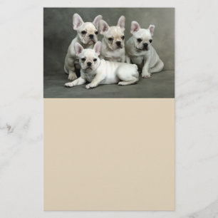 Cute Fransk Bulldog-valpar Flygblad