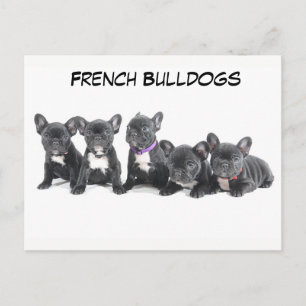 Cute Fransk Bulldog-valpar Vykort