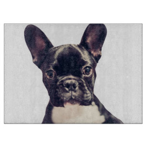 Cute Fransk Bulldog-valpen