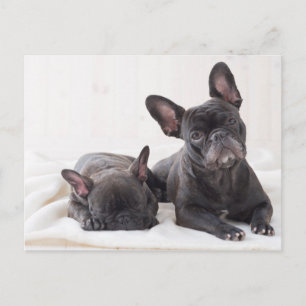Cute Fransk Bulldog Vykort