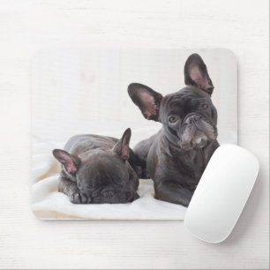 Cute Frenche Bulldog Musmatta