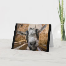 Cute Friendly Brown och Black Nubian Goat Photo