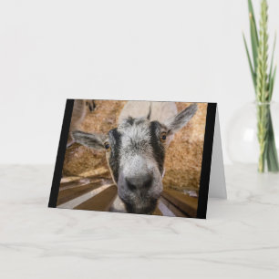 Cute Friendly Brown och Black Nubian Goat Photo Kort