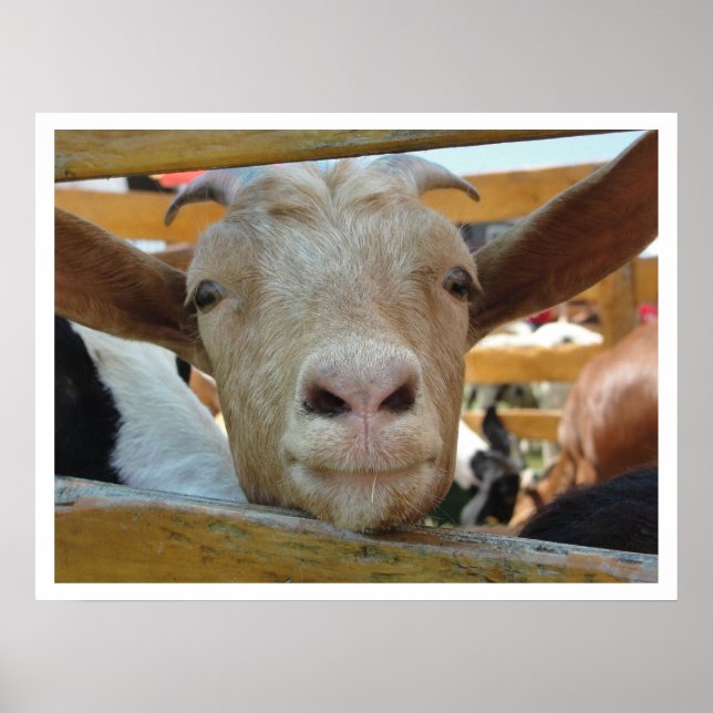 Cute Friendly Goat Poster (Framsidan)