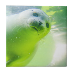 Cute Friendly Seal Underwater Kakelplatta