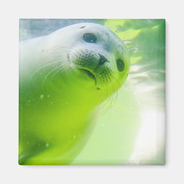 Cute Friendly Seal Underwater Magnet (Framsidan)