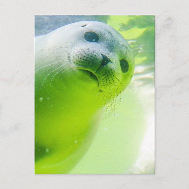 Cute Friendly Seal Underwater Vykort (Framsida)