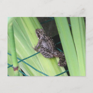 Cute Frog DIY-vykort Vykort