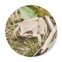 Cute Frog Natur Woodland Animals