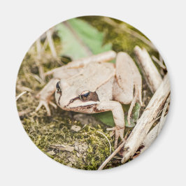 Cute Frog Natur Woodland Animals Magnet