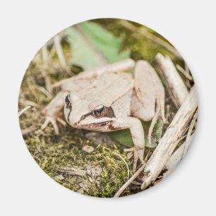 Cute Frog Natur Woodland Animals Magnet