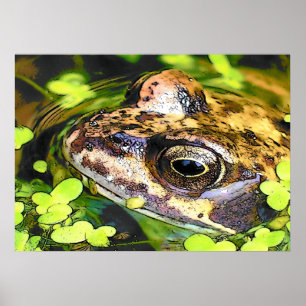 CUTE FROG POSTER