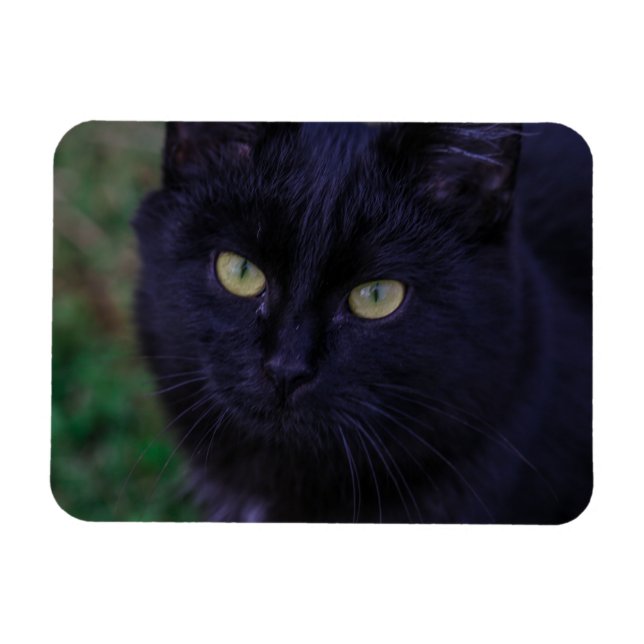 Cute Funky Black Cat Kitten Gult Öga Magnet (Horisontell)