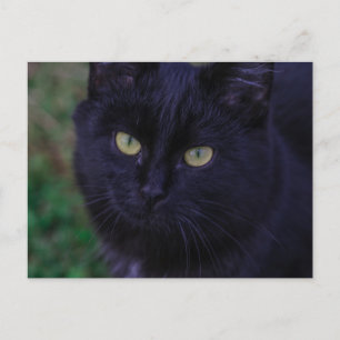 Cute Funky Black Cat Kitten Gult Öga Vykort