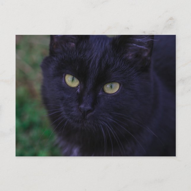 Cute Funky Black Cat Kitten Gult Öga Vykort (Framsida)