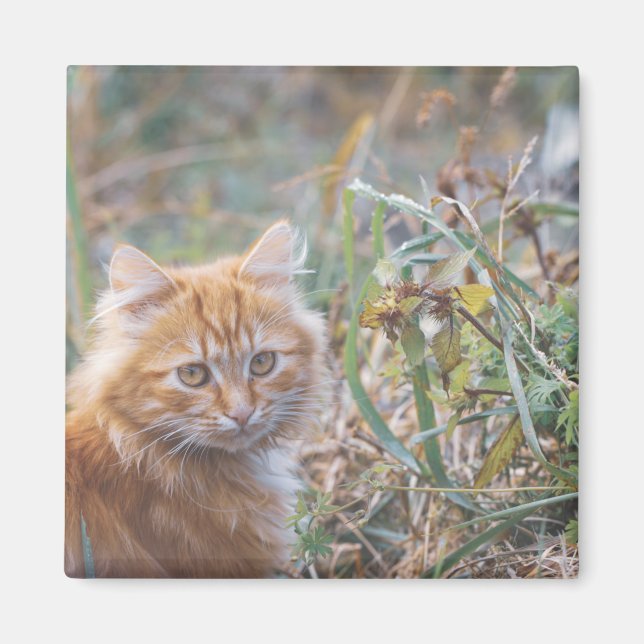 Cute Funky Ginger Cat Kitten Ansikte Magnet (Framsidan)