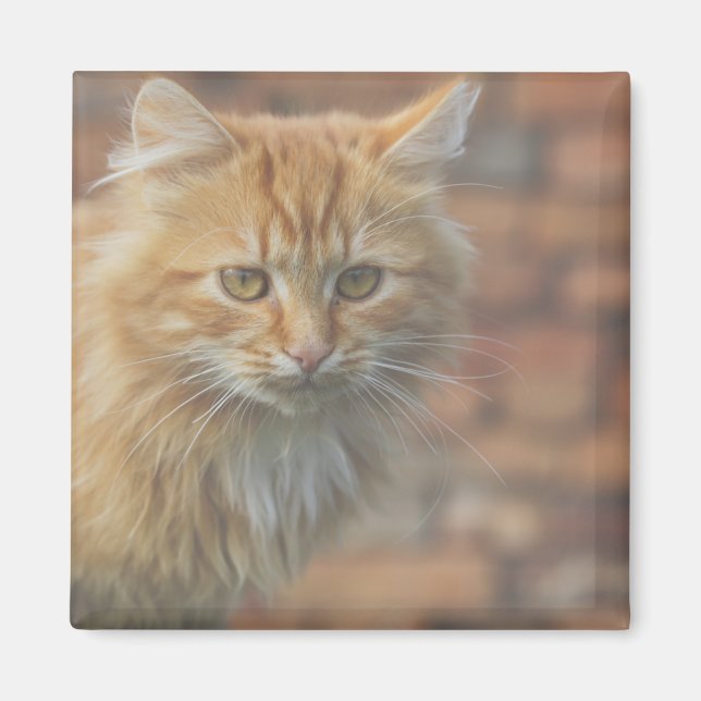 Cute Funky Ginger Cat Kitten Ansikte Magnet (Framsidan)