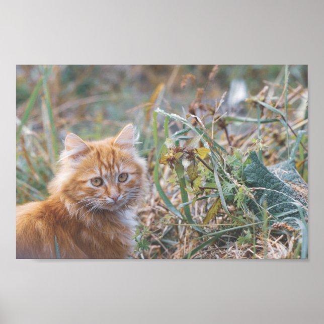 Cute Funky Ginger Cat Kitten Ansikte Poster (Framsidan)
