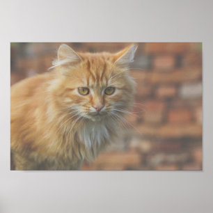 Cute Funky Ginger Cat Kitten Ansikte Poster