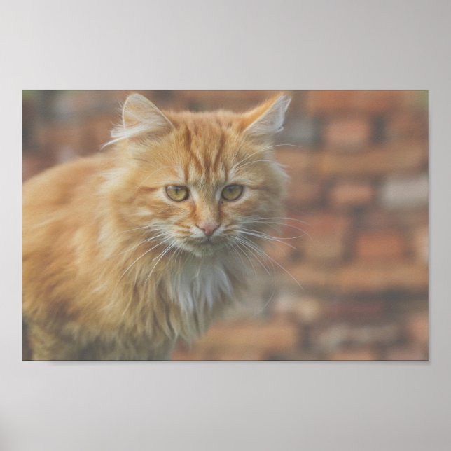Cute Funky Ginger Cat Kitten Ansikte Poster (Framsidan)