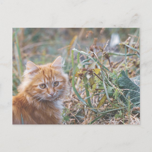 Cute Funky Ginger Cat Kitten Ansikte Vykort (Framsida)