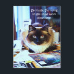 Cute Funny Animal Kattunge Joke Vykort<br><div class="desc">Har vad din katt tänkte när han ljugit på ditt pappersarbete på maten bord. Det här var en av mina konstiga tankar. Jag försöker alltid hitta humor i djurets antik. Skicka detta till en vän eller familjemedlem som du vill säga hej till som också har en underbar känsla av humor...</div>