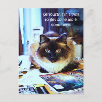 Cute Funny Animal Kattunge Joke Vykort