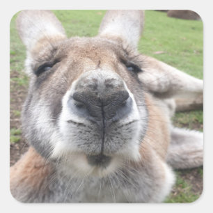 Cute Funny Ansikte Kangaroo Educational Animal Pho Fyrkantigt Klistermärke