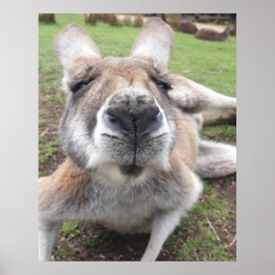 Cute Funny Ansikte Kangaroo Educational Animal Pho Poster