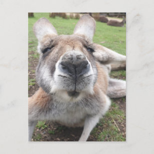 Cute Funny Ansikte Kangaroo Educational Animal Pho Vykort