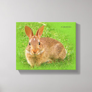 Cute Funny Bunny Nibbling Fairway Gröntar Canvastryck