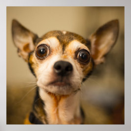 Cute & Funny Chihuahua Close-poster Poster