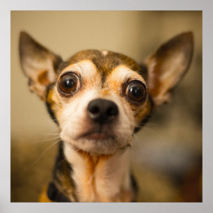 Cute & Funny Chihuahua Close-poster Poster