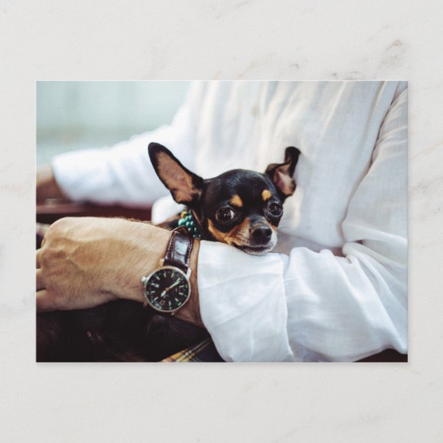 Cute & Funny Chihuahua-vykort Vykort (Framsida)