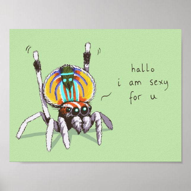 Cute Funny Colorful Peacock Spider Teckning Poster (Framsidan)