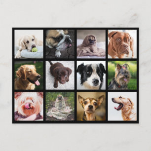 Cute & Funny Dogs Photo Collage vycard Vykort