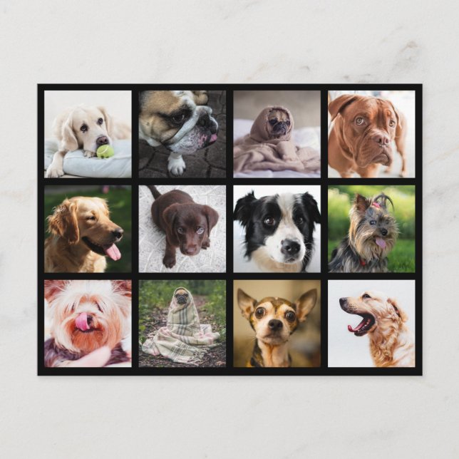 Cute & Funny Dogs Photo Collage vycard Vykort (Framsida)