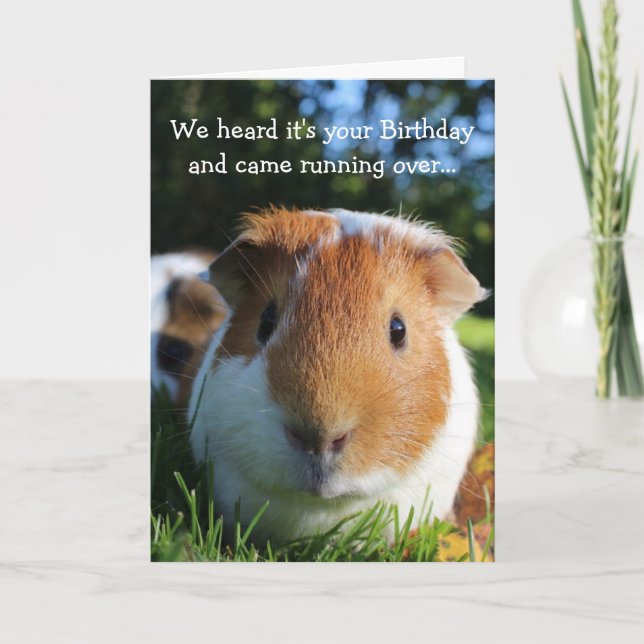 Cute Funny Guinea Gris Birthday Kort (Framsida)