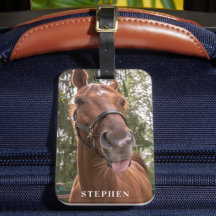 Cute Funny Horse Photograph