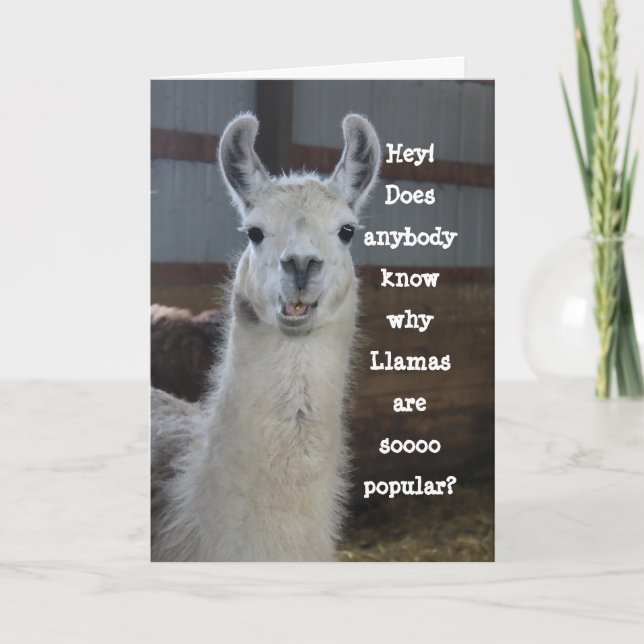 Cute Funny Humous Llama Birthday Kort (Framsida)