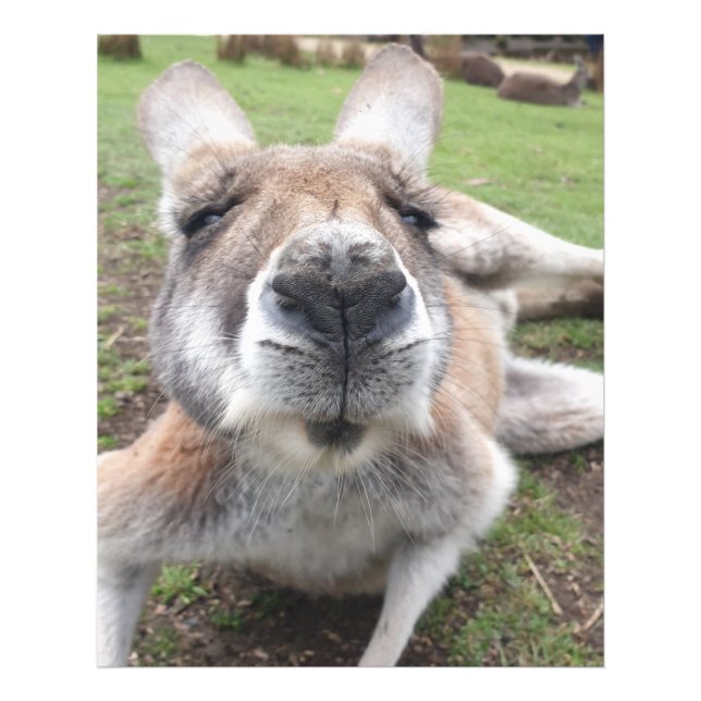 Cute Funny Kangaroo Educational Animal Wall Art Fototryck (Framsidan)