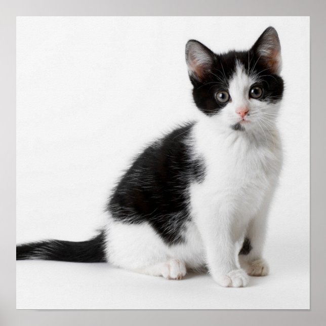 Cute Funny kitten black and white cat Poster (Framsidan)