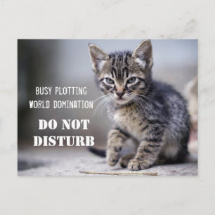 Cute Funny Kitten Disturb Vykort