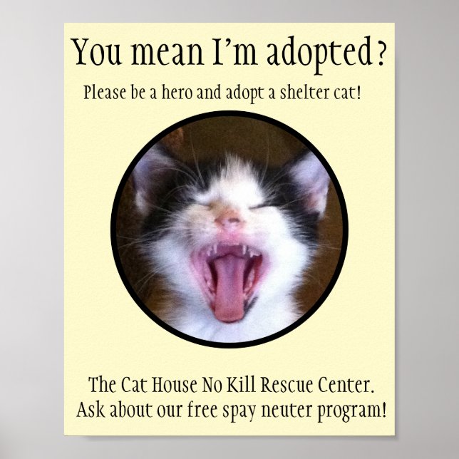 Cute Funny Kitten Photo adopterar en skyddskat Poster (Framsidan)
