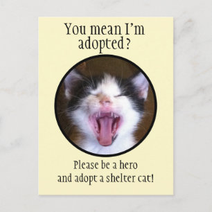 Cute Funny Kitten Photo adopterar en skyddskat Vykort