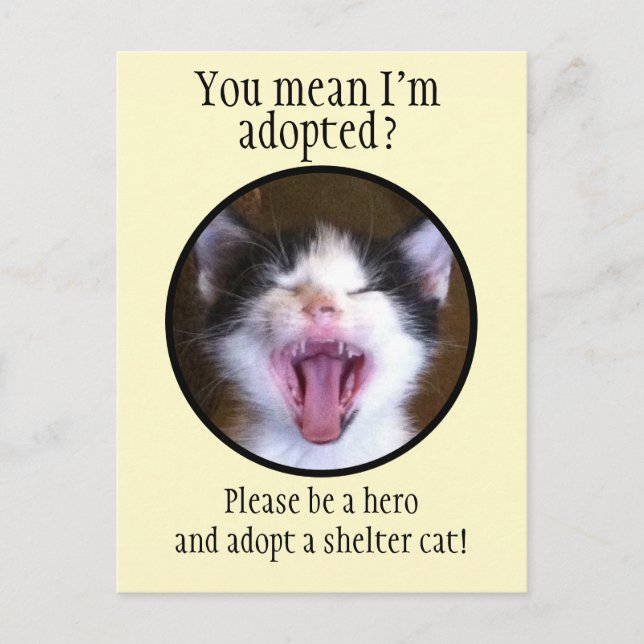 Cute Funny Kitten Photo adopterar en skyddskat Vykort (Framsida)