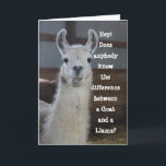 Cute Funny Llama Humor Birthday Kort<br><div class="desc">Här är ett humoristiskt, roligt sätt att säga grattis på födelsedagen till någon speciell som uppskattar din känsla av humor. Med det här roliga kortet uttrycker skillnaden mellan getter och laxfiskar. Kortets inre höger är anpassade så du kan säga spelar ingen roll du vill. Du kan till och med använda...</div>