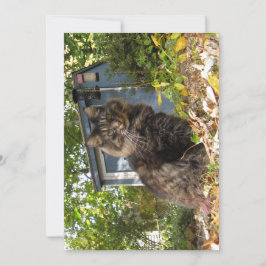 Cute Funny Maine Coon Kattunge