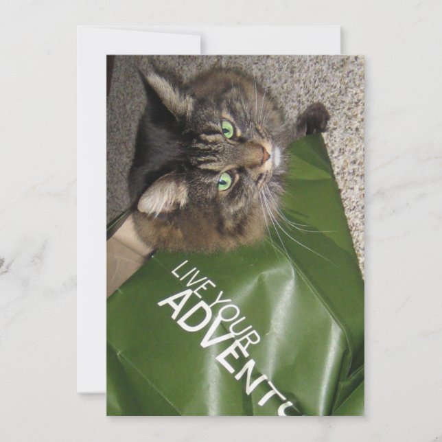 Cute Funny Maine Coon Kattunge Adventurer (Framsida)
