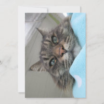 Cute Funny Maine Coon Kattunge Day Dreaming